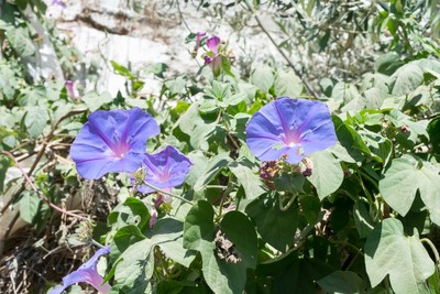 volubilis